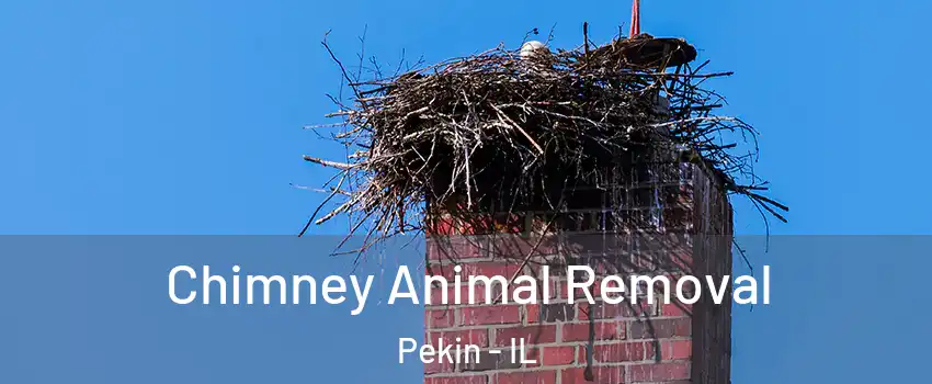 Chimney Animal Removal Pekin - IL