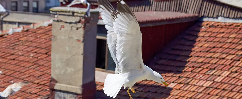 Residential Chimney Animal Removal Solution in Pekin, IL